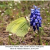 gonopteryx rhamni male